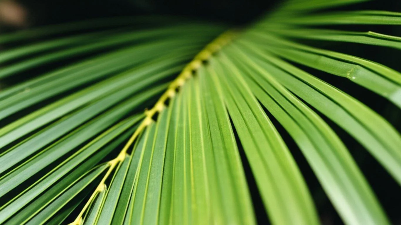 Supari Palms thumbnail 2